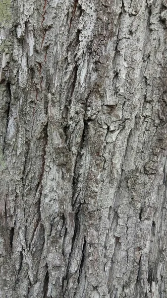 Corteza de árbol vieja — Foto de Stock