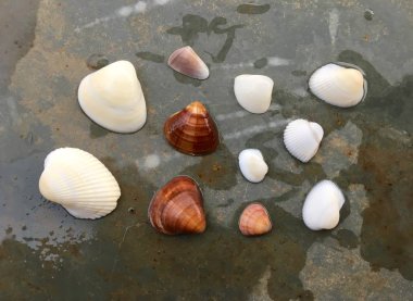 farklı deniz kabukları