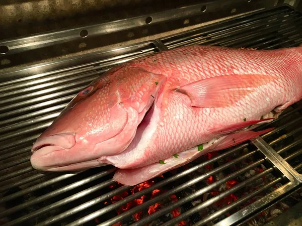 Gros poisson frais — Photo