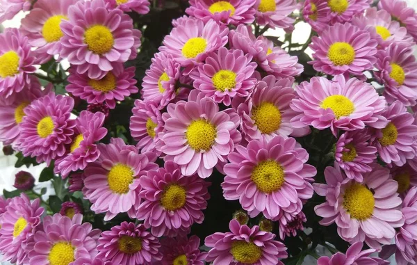 Beautiful arrangement of flowers — Stock Photo, Image