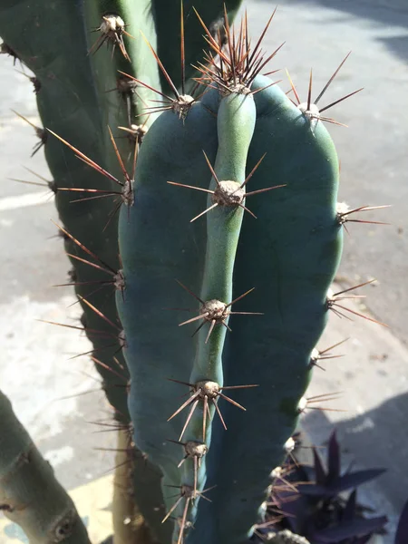 Ayrıntılı bir kaktüs bitkinin — Stok fotoğraf