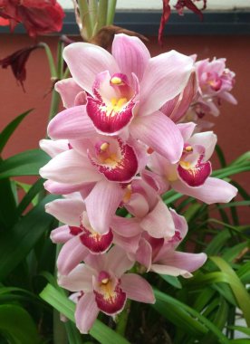 güzel pembe çiçekler