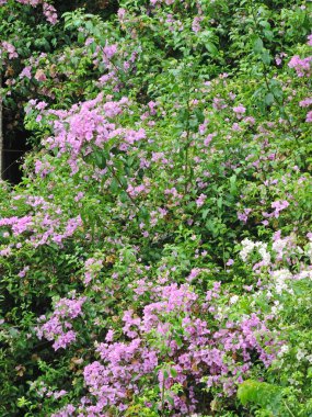 Sayısız mor çiçekler