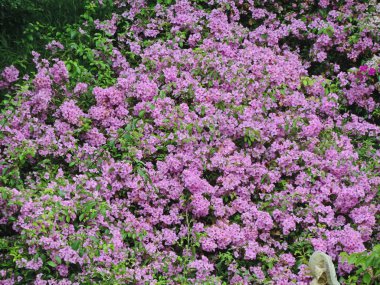 Sayısız mor çiçekler