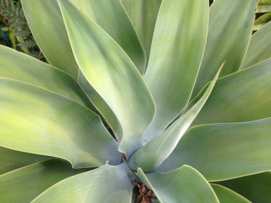 Sert, uzun ve sivri yapraklar