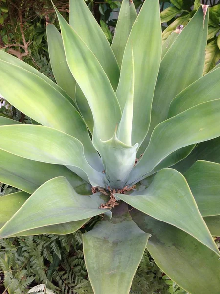 Hard, long and pointed leaves — Stock Photo, Image