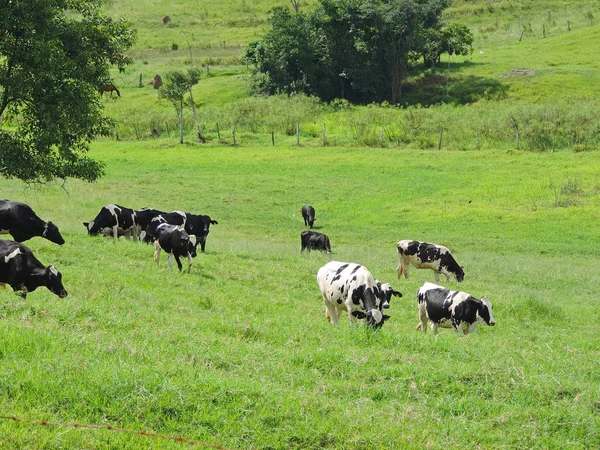 Algumas vacas pastando — Fotografia de Stock