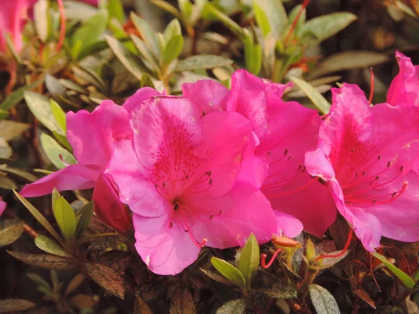 Vivid pink flowers — Stock Photo, Image