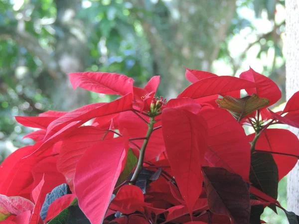 Planta de hojas rojas —  Fotos de Stock