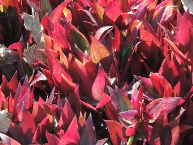 Kırmızı tonları yaprakları