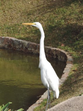 Göl kenarında balıkçıl