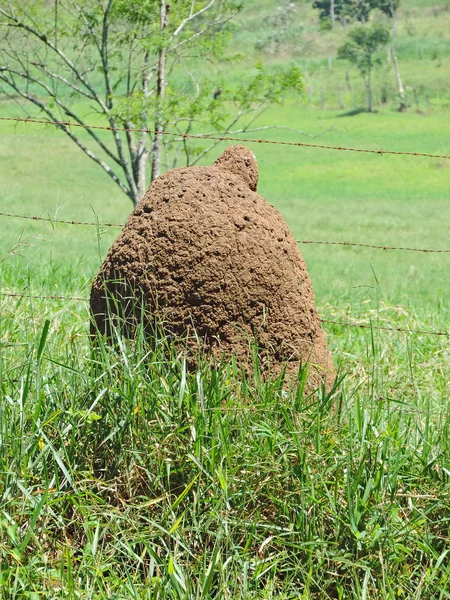 Großer Termitenhügel — Stockfoto