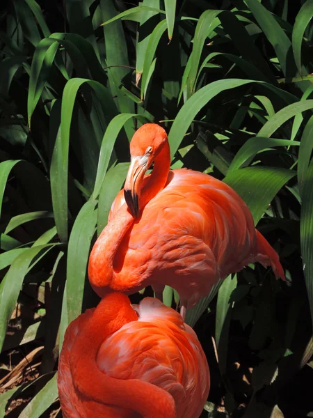 Красные яркие фламинго — стоковое фото