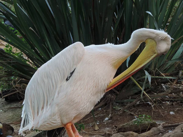 Un pellicano bianco — Foto Stock