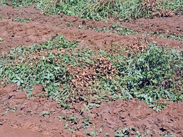 Peanut plants plucked — Stock Photo, Image