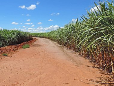 Büyük şeker kamışı tarlaları