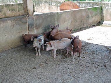 domuzlar bir çiftlikte