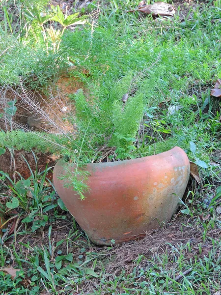 Plante dans un pot — Photo