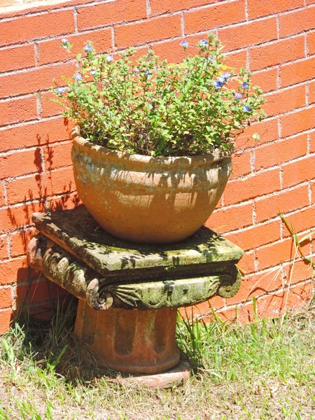 鉢の中の植物 — ストック写真