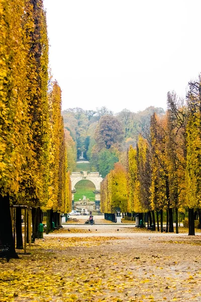 Schoenbrunn park br dönüm güzel kirpik akçaağaç ile
