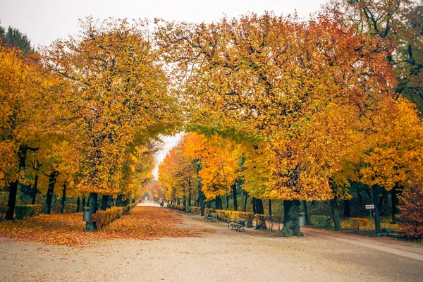 Schoenbrunn 공원 골목 밝은 밝은 아치형된 나무 소리 — 스톡 사진