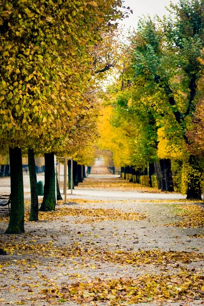 Schoenbrunn boş park sokak sonbahar ağaçları dönüşüm ile