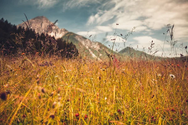 Альпійський пейзаж з трав'яним полем і горами на задньому плані — стокове фото
