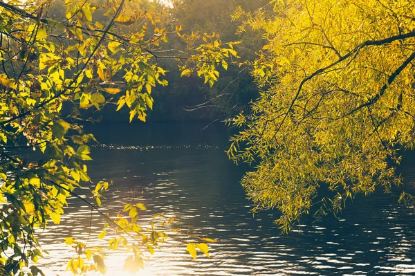 Willow ve akçaağaç Moskova Nehri'ne şubeleri aracılığıyla görüntülemek