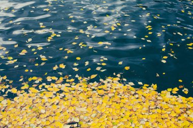 Park gölet altın sonbahar yaprakları bir halı ile kaplı