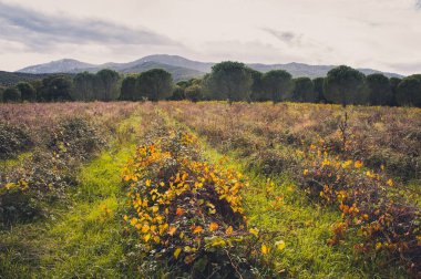 Sarı alan Pyrenees dağ eteklerinde
