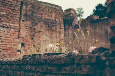 Brier çiçekleri, çim ve tuğla duvar kalıntıları üzerine sarı çiçekleri