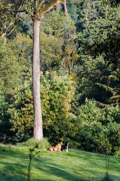 非常に背の高い木の隣に座っている犬 — ストック写真