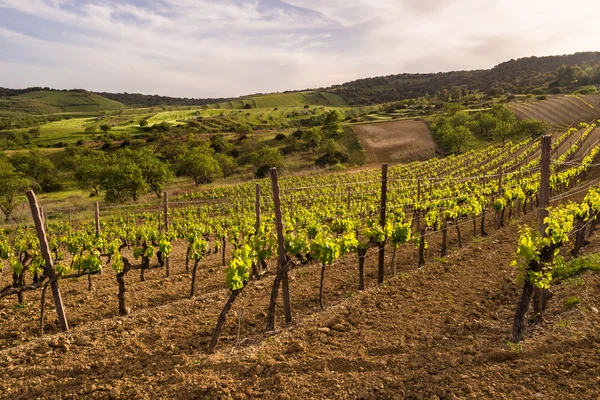 Paesaggio viticolo italiano — Foto Stock