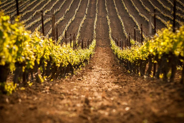 Paesaggio viticolo italiano — Foto Stock