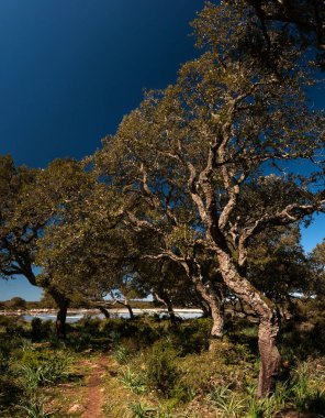 Giara Gesturi Landsape, Sardinia
