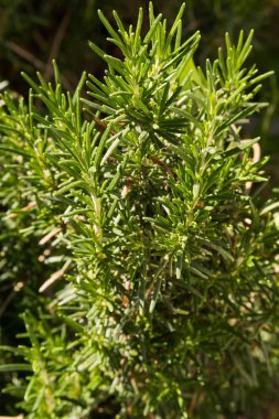 Biberiye bitki ekimi