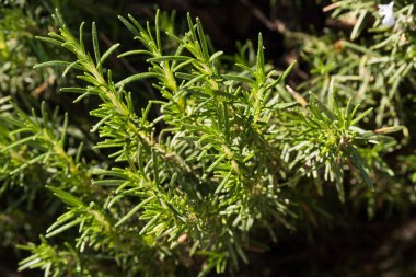 Biberiye bitki ekimi