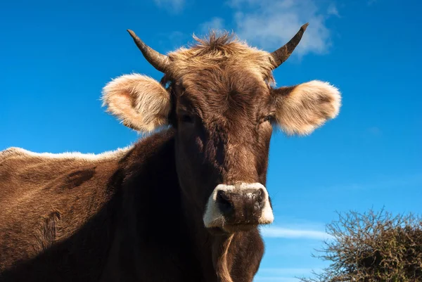 Volwassen Sardijnse koe — Stockfoto