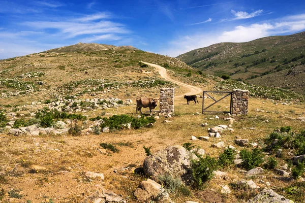 Barbagia krajobraz, Sardynia — Zdjęcie stockowe