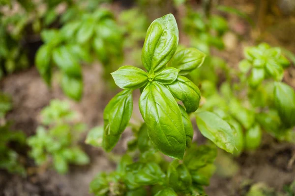 Basil teelt — Stockfoto