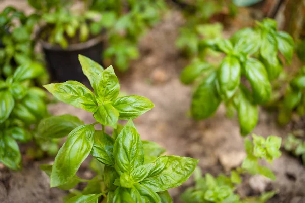 Cultivo de albahaca — Foto de Stock