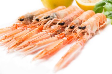 Beyaz üzerine taze ıstakoz 