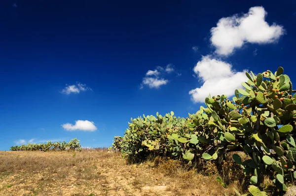 Sud Sardegna Paesaggio — Foto Stock