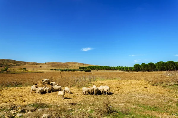 Sardunyalı koyun sürüsü — Stok fotoğraf