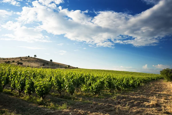 Blick Auf Den Italienischen Weinberg — Stockfoto