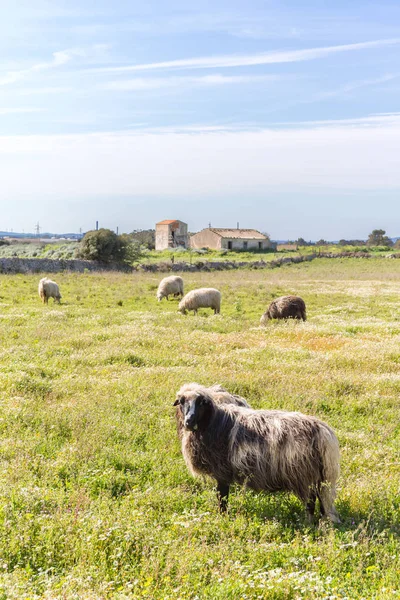 Sardinia, flock of sheep
