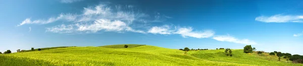 Wheat Field Landscape Sardinia Italy — Stock Photo, Image