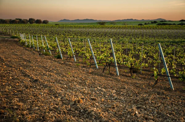 View of italian vineyard at the sunset