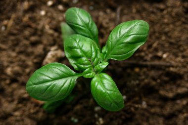 Sebze bahçesinde ekilmiş taze fesleğen. 