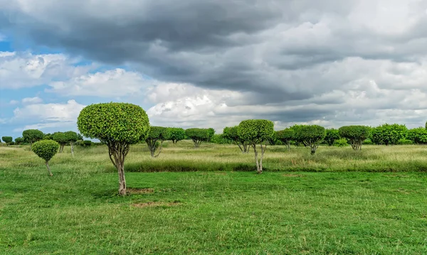 ornamental trimmed green trees